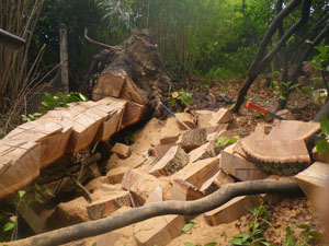 démontage volumineux de bois